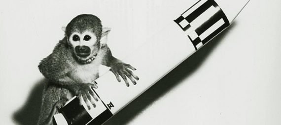 Animals That Went Into Space